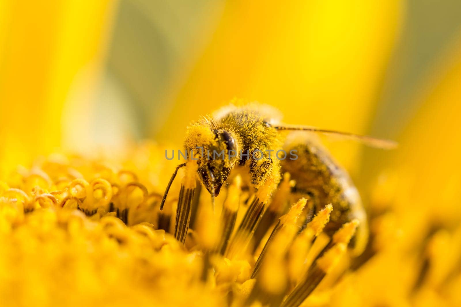 The animal is sitting on a flower in summer or autumn time. Many little orange pollen on its body. Important for environment and ecology.