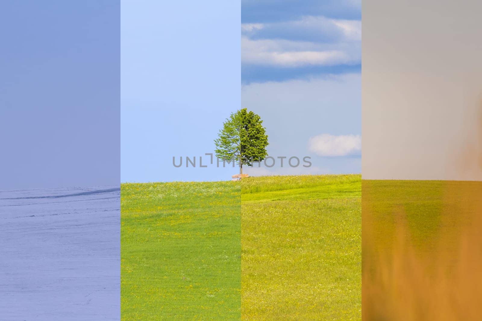 Nature weather visual with a single tree on a hill. Cold snow and a juicy green meadows have a transition to a warm autumn field.