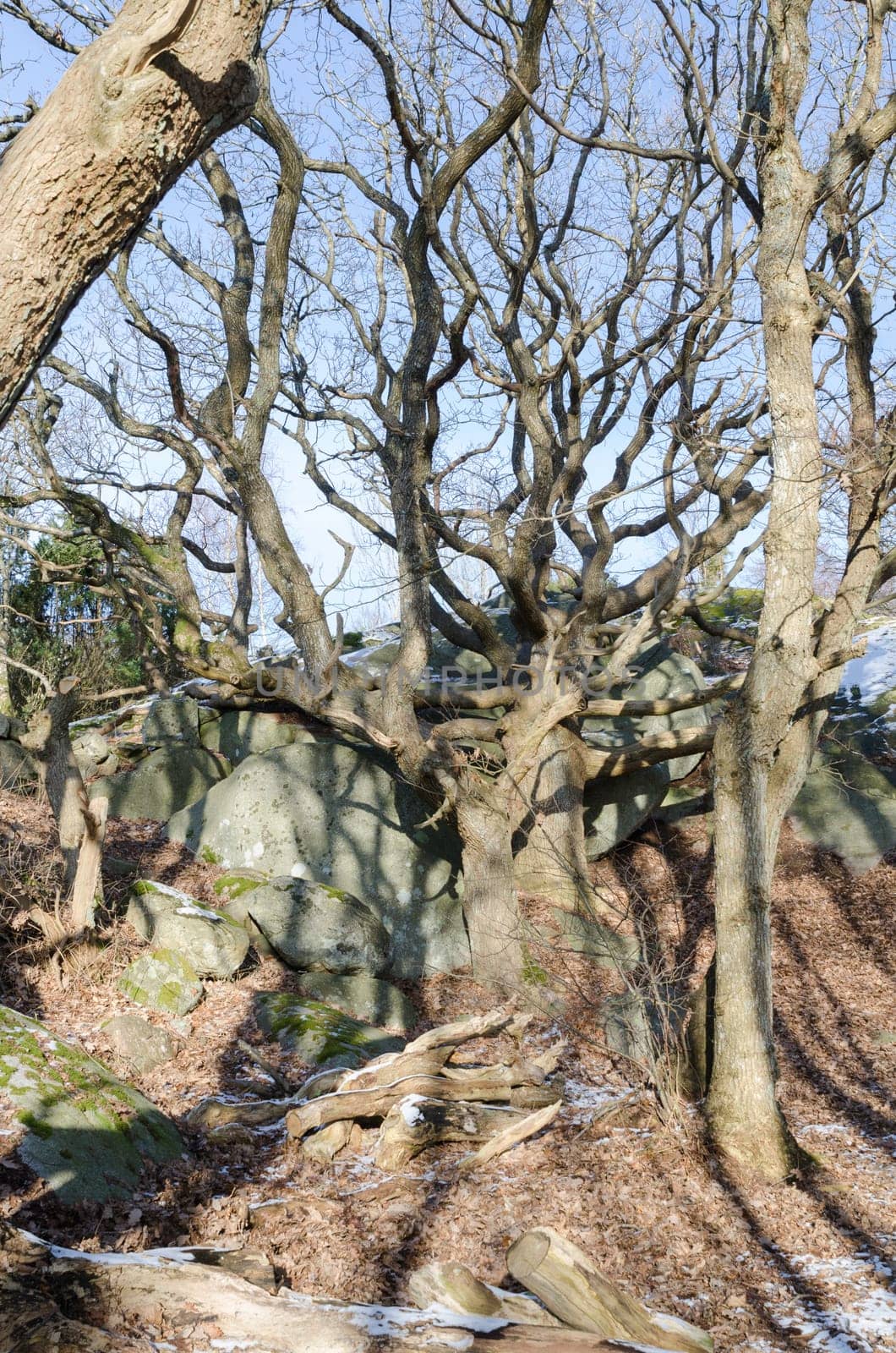 a solitary tree with many crooked branches against a blue sky
