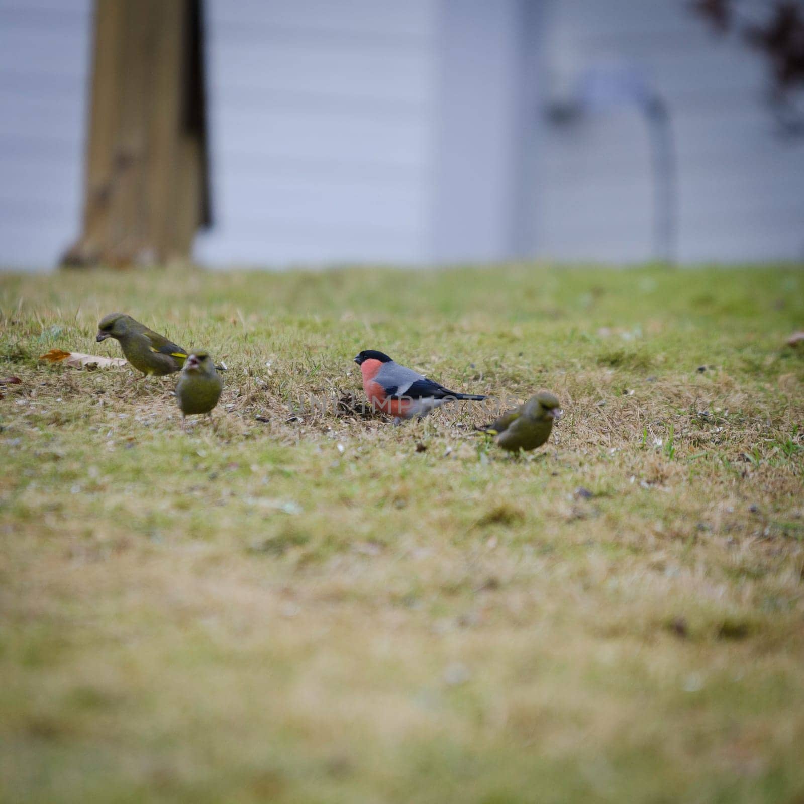 some small bird on the graas one of the is a bullfinch