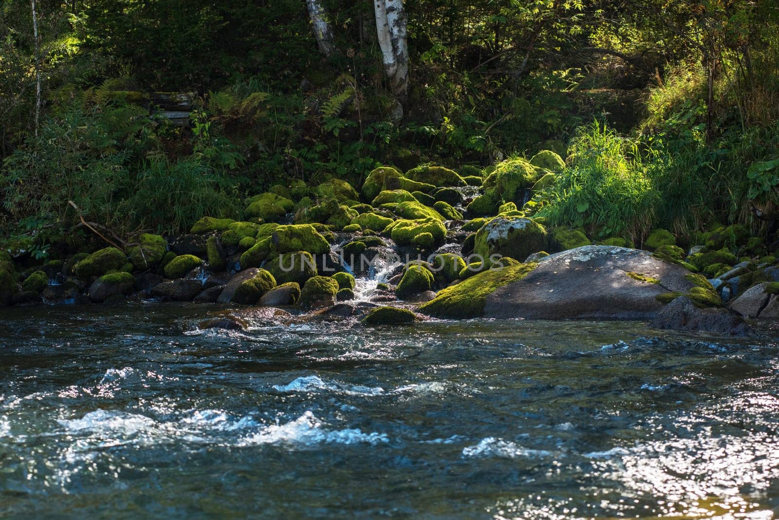 Fast mountain river with the purest water in Altay mountains, Siberia, Russia
