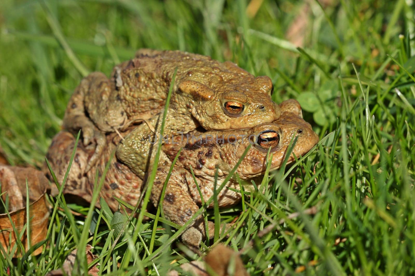 Pair of toads (Bufo bufo) on the move