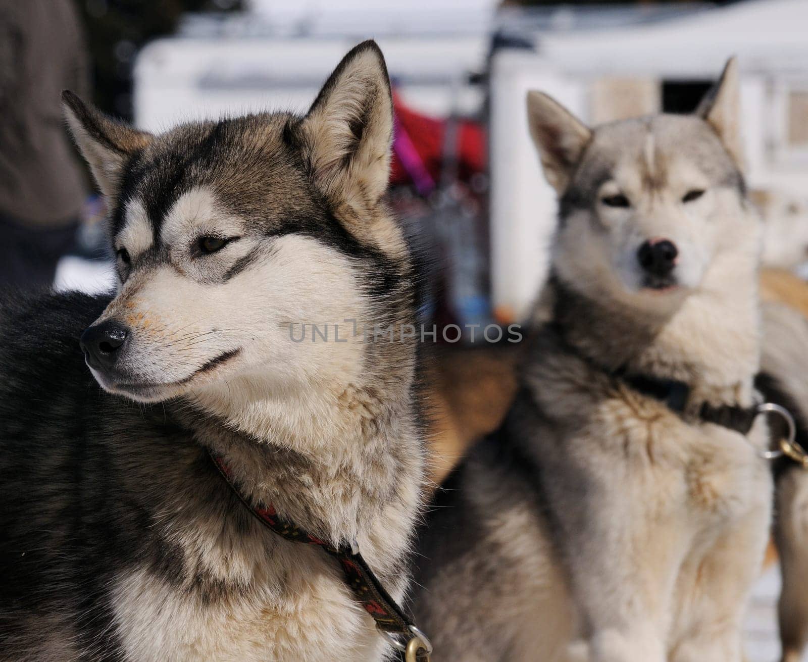 sportive dog team is running in the snow