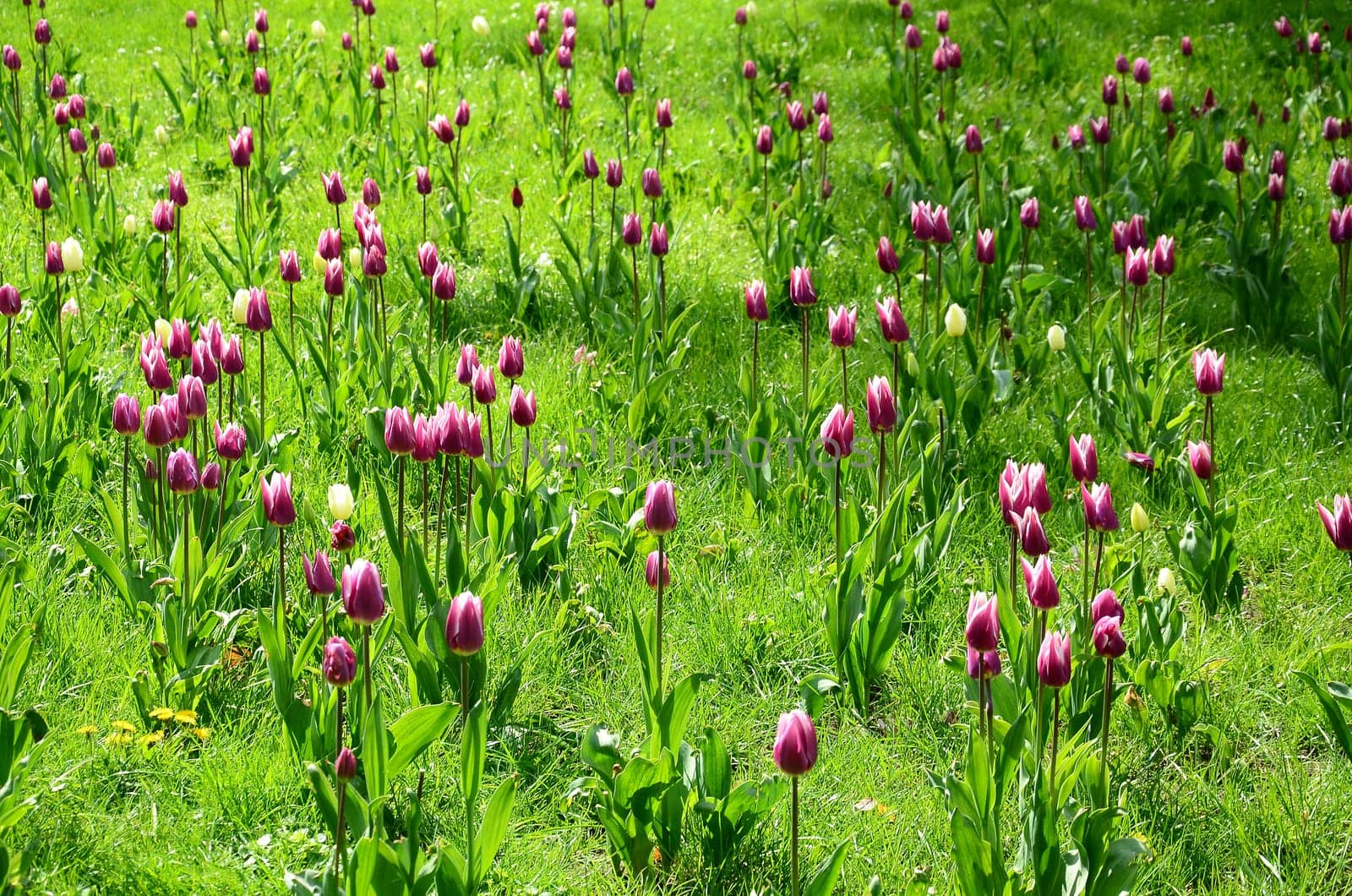 warsaw31.03.2017 n / z tulips on the lace