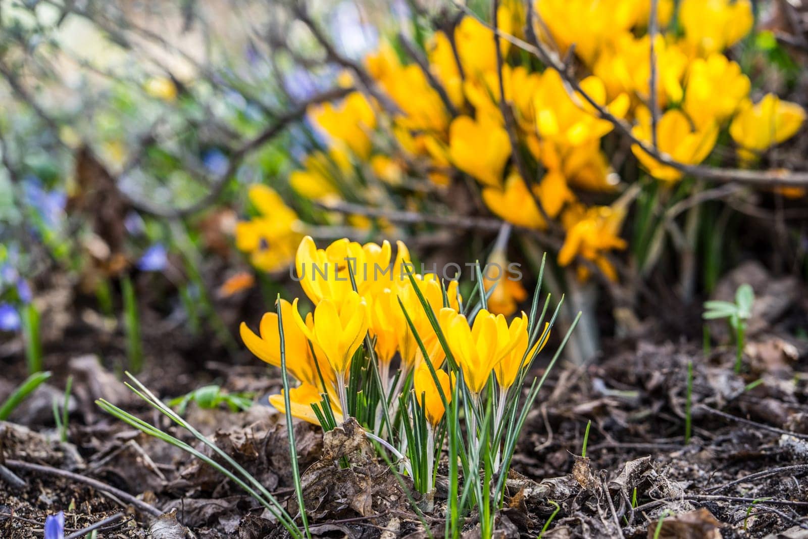 Yellow crocuses growing up in small bunches and is one of the first signs of spring