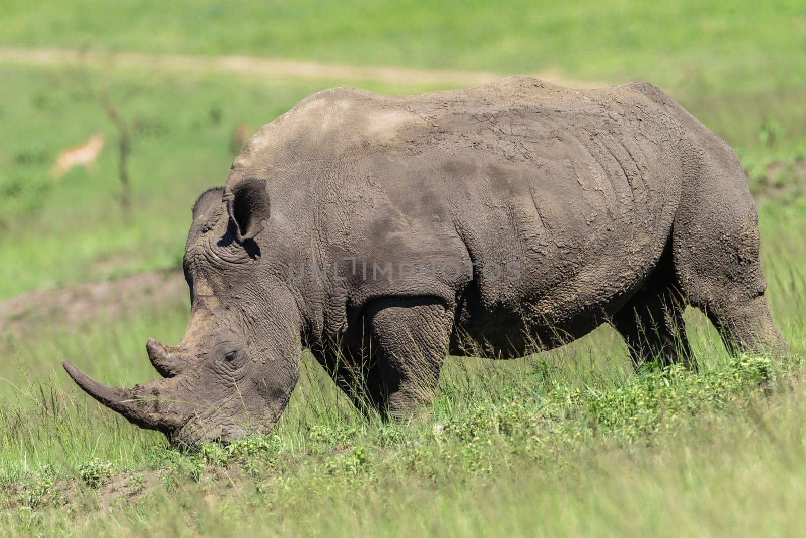 Rhino wildlife animal in protected wilderness reserve