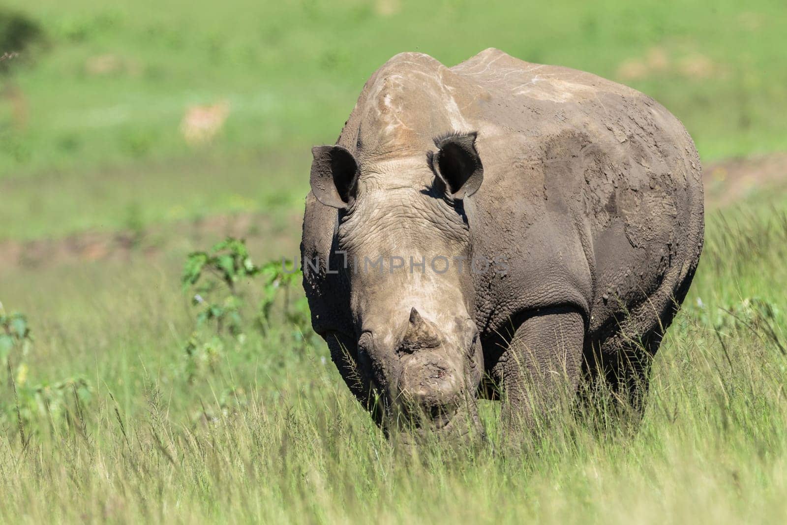 Rhino wildlife animal in protected wilderness reserve