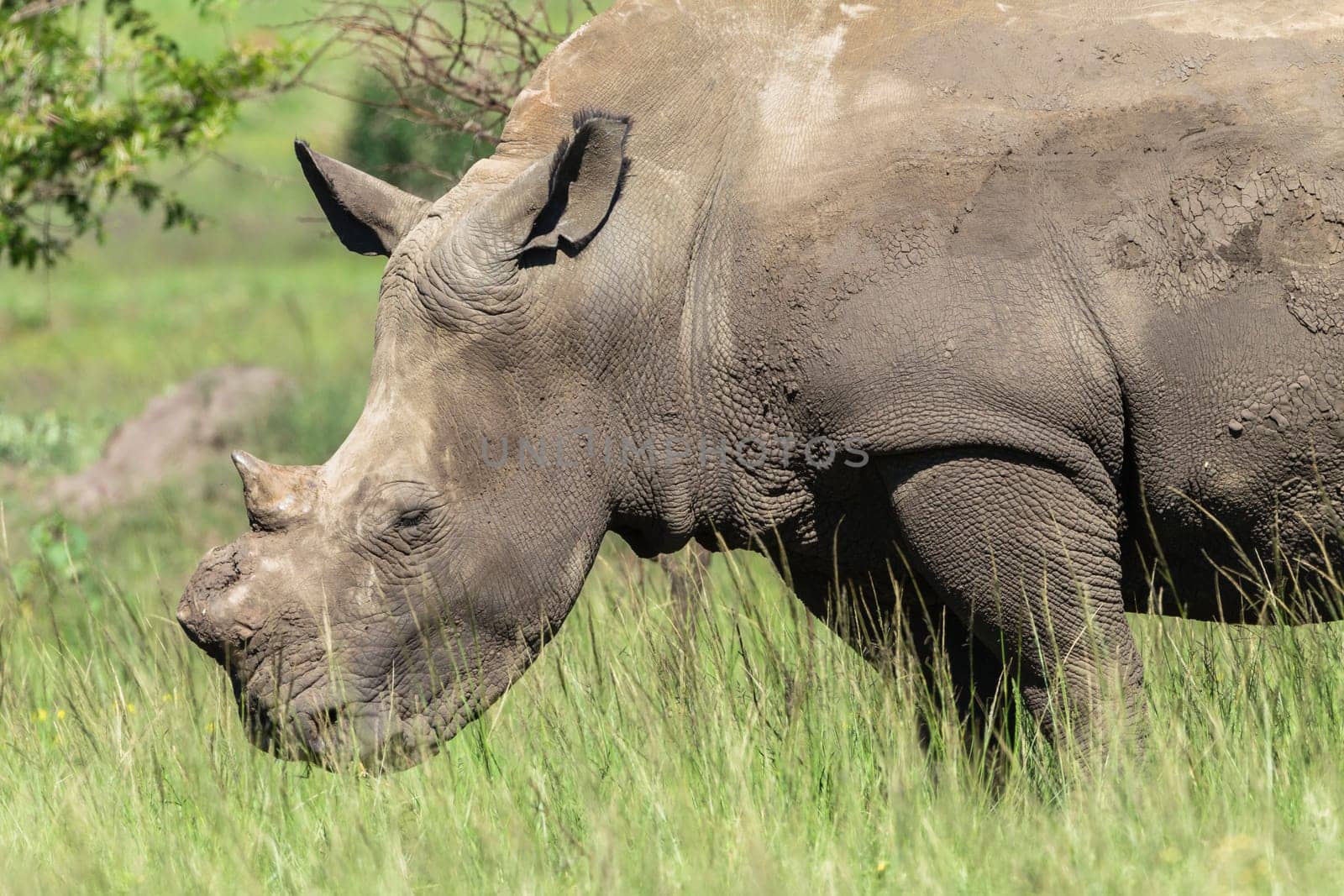 Rhino hornless wildlife animal in protected wilderness reserve