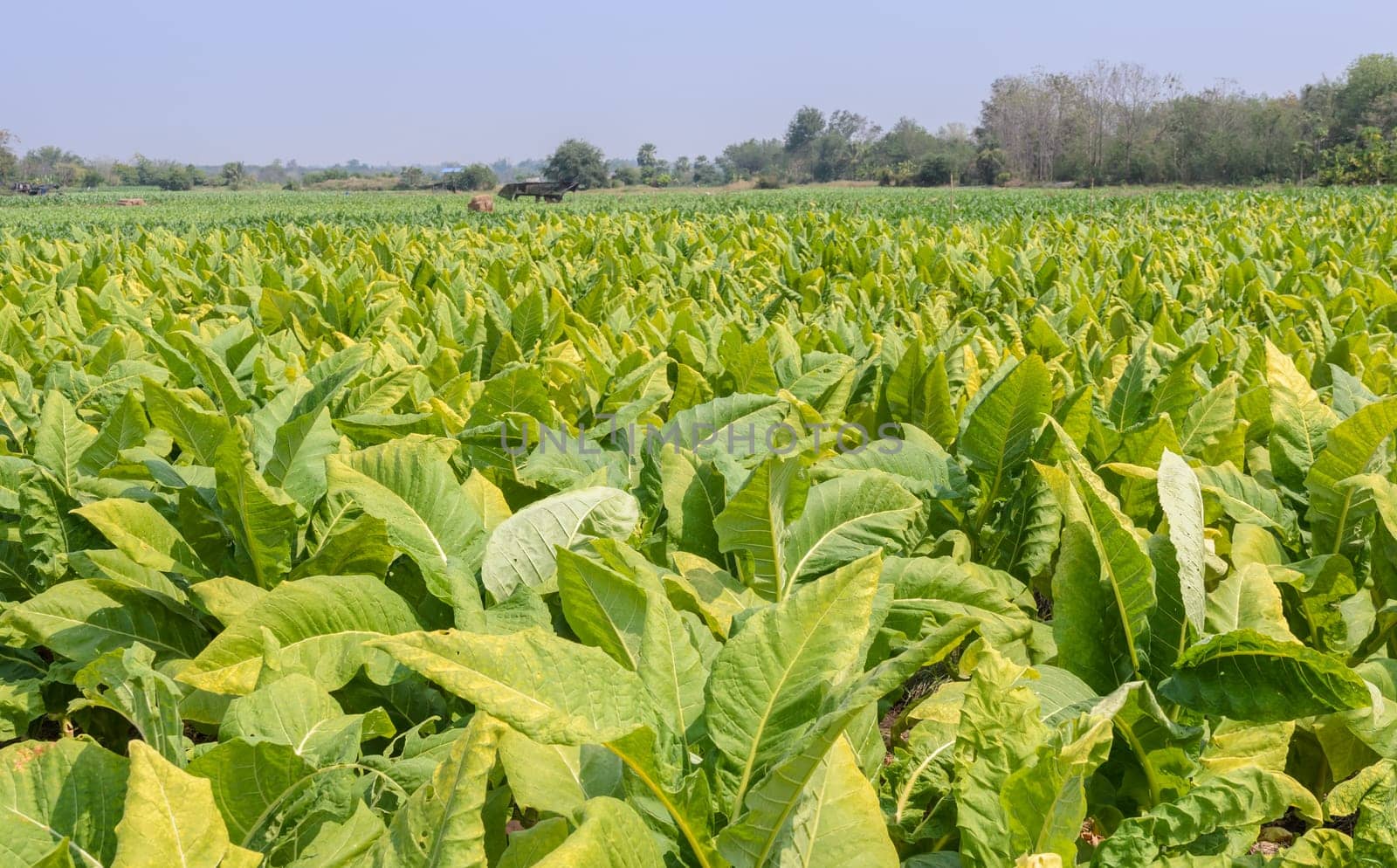 Tobacco plants growing in a field in Thailand