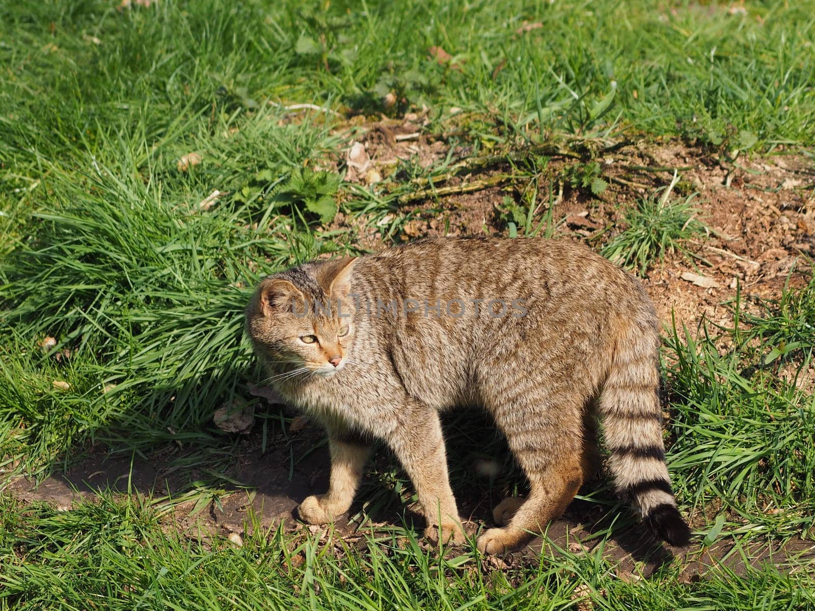 European wildcat