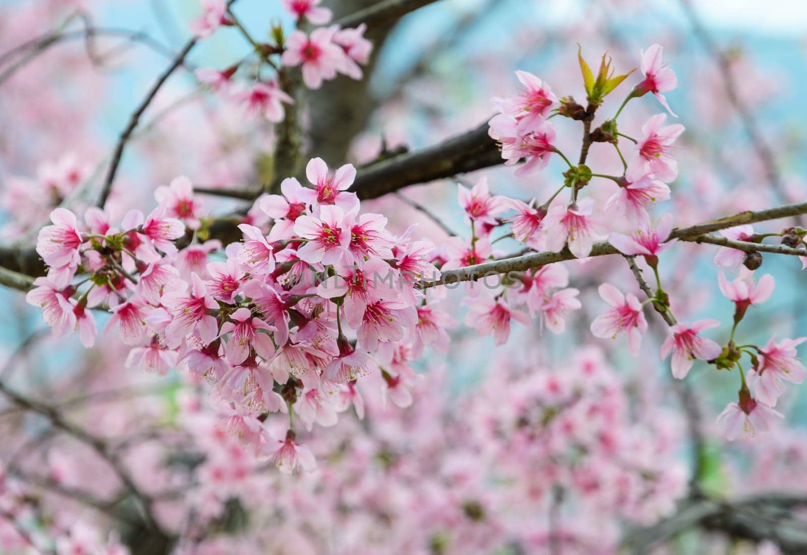 Close-up of Wild Himalayan cherry
