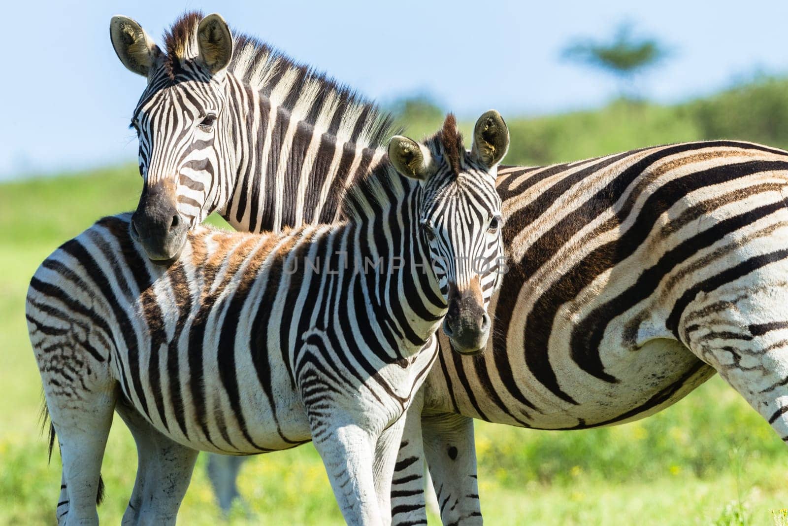 Zebra calf animals closeup alert between feeds in wildlife wilderness.