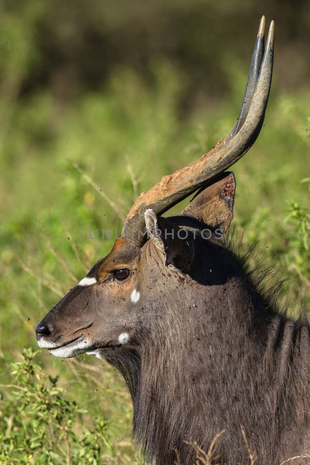 Buck Tiefland nyala animal alert in wildlife park reserve