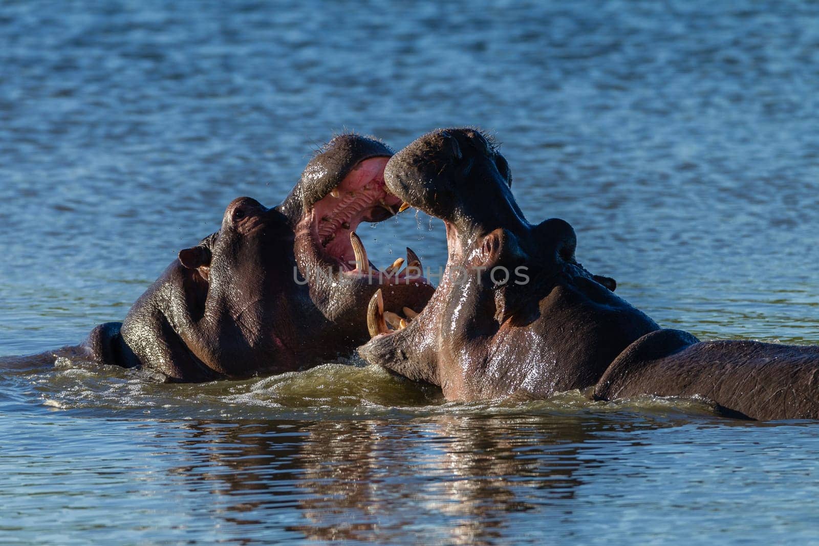 Hippos challenge fight mouths wide open at waterhole in wildlife park reserve