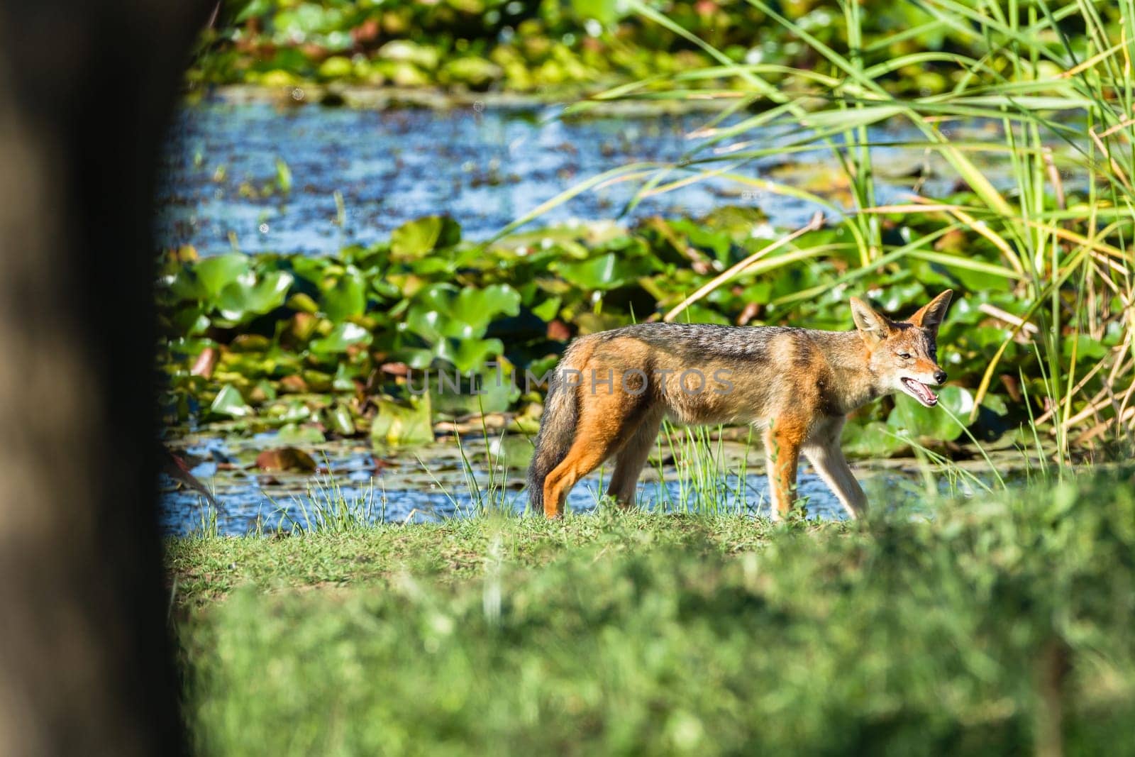 Blackback jackal animal hunting around waterhole dirt road in wildlife park reserve