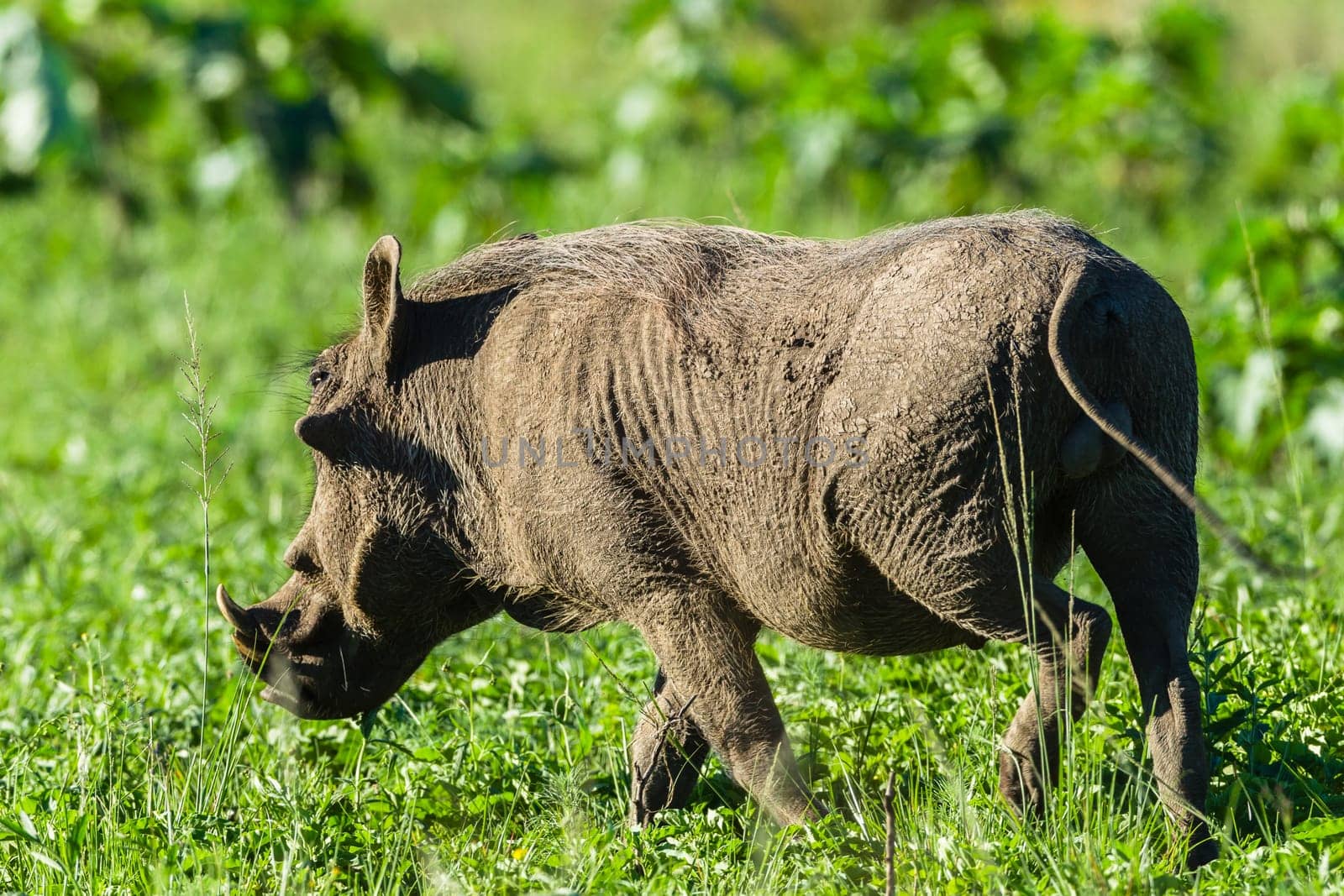 Warthog wildlife animal close up portrait detail in reserve park