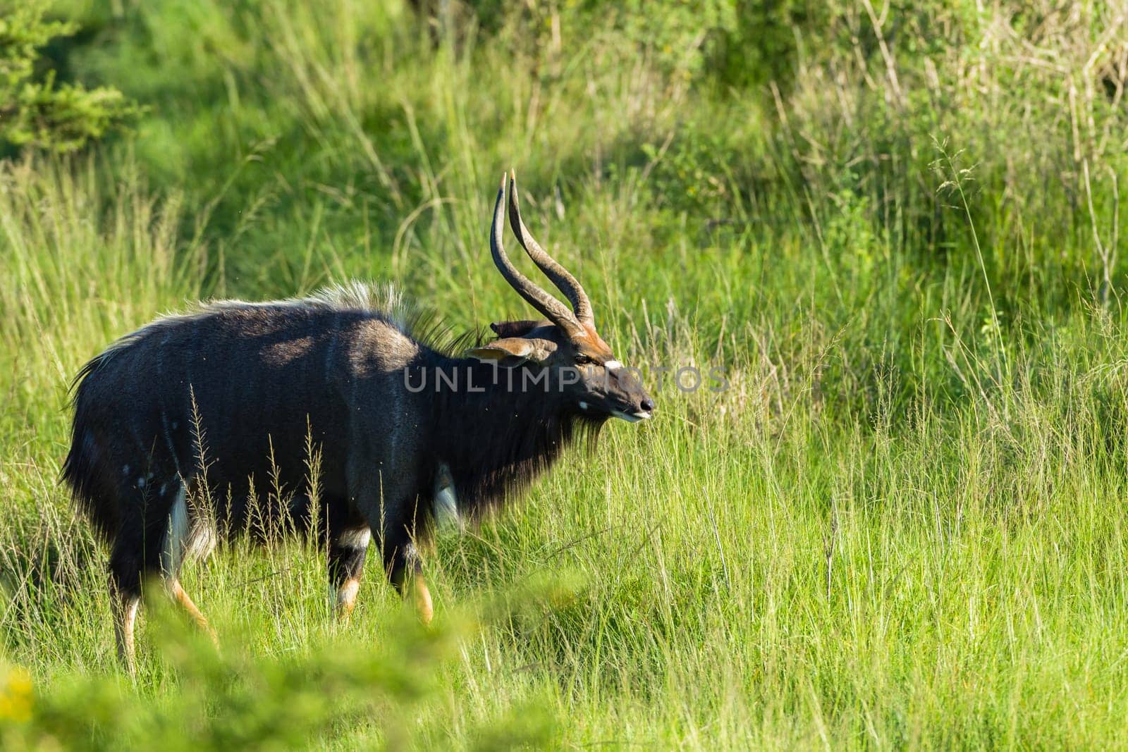 Buck Tiefland nyala animal alert in wildlife park reserve