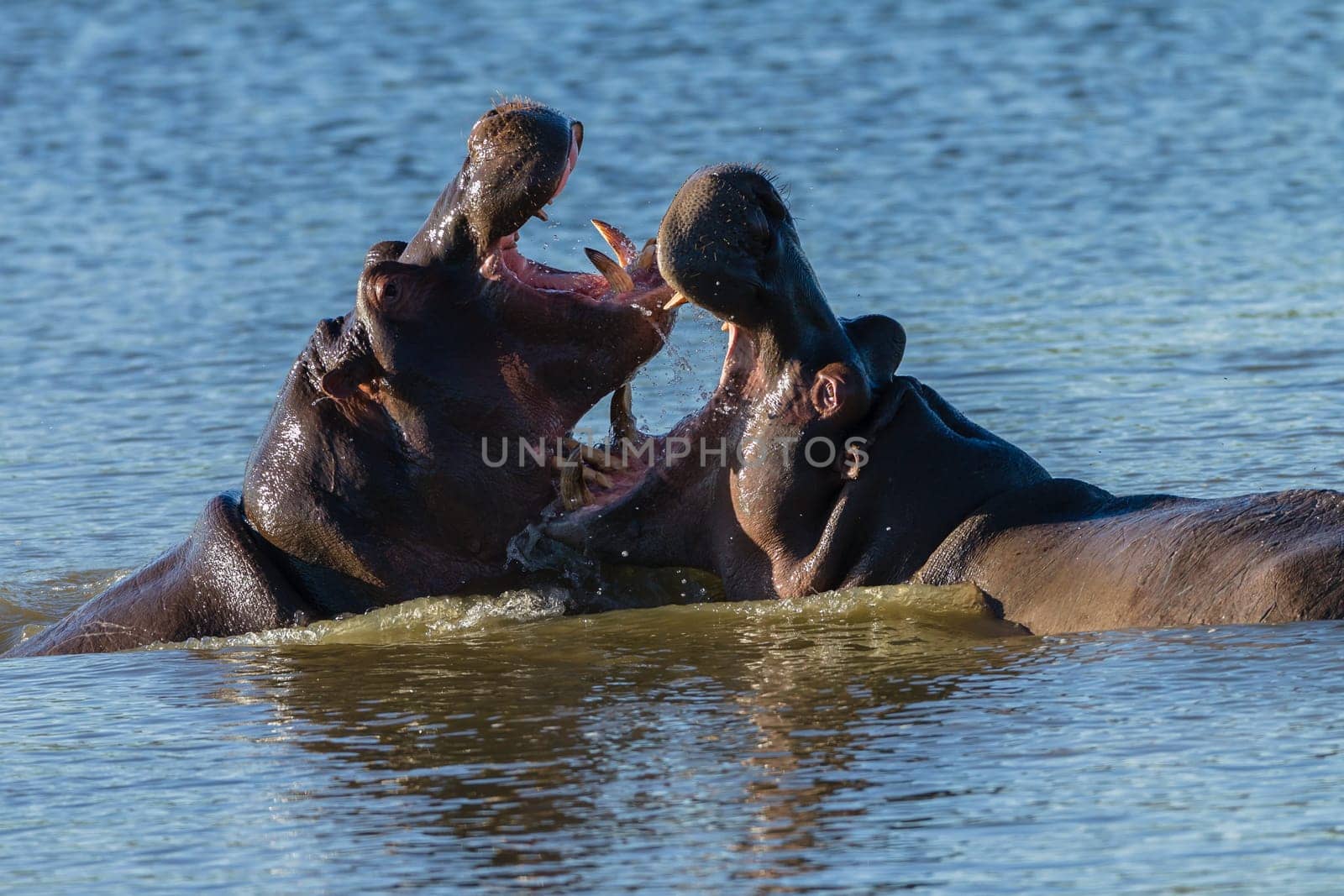 Hippos challenge fight mouths wide open at waterhole in wildlife park reserve