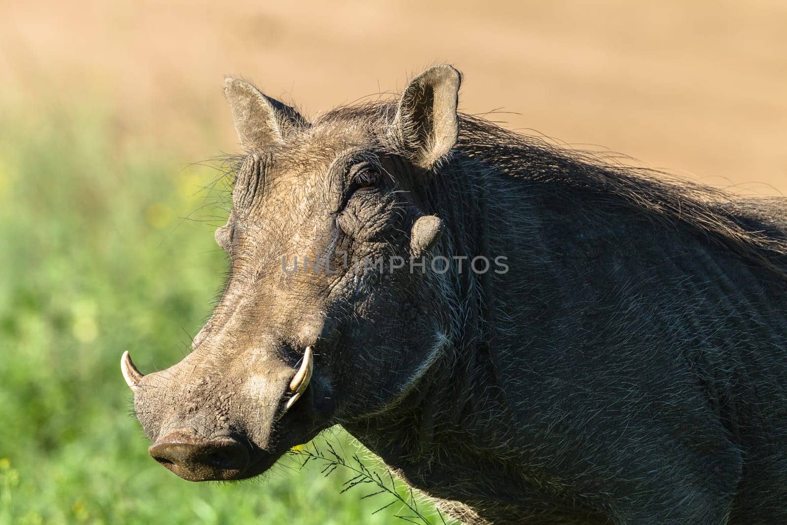 Warthog wildlife animal close up portrait detail in reserve park