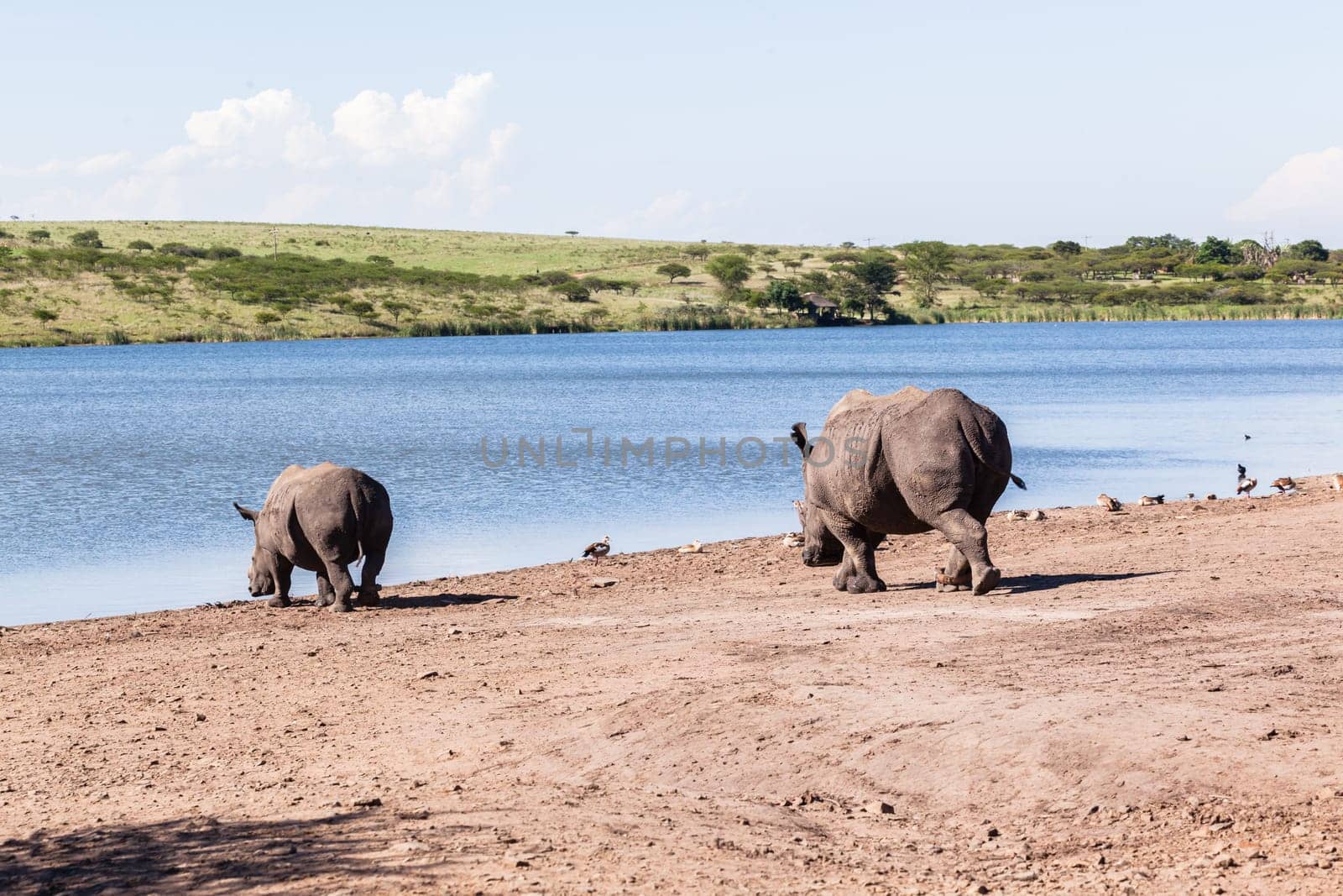 Rhino waterhole summer in wildlife park reserve