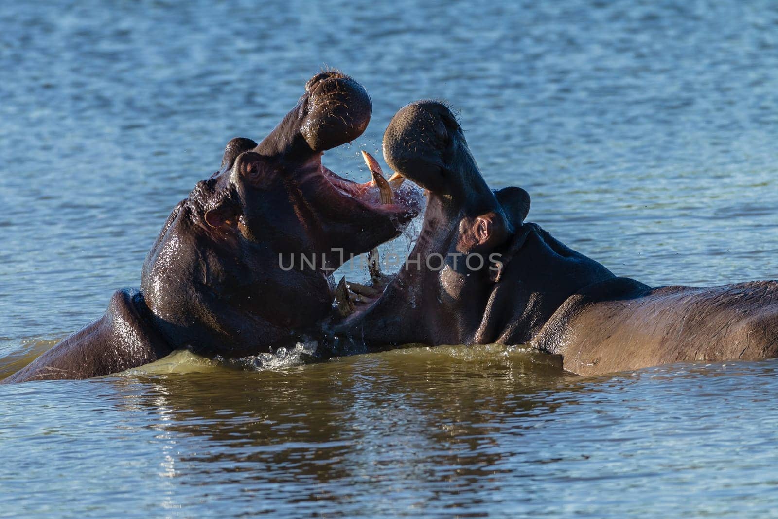 Hippos challenge fight mouths wide open at waterhole in wildlife park reserve