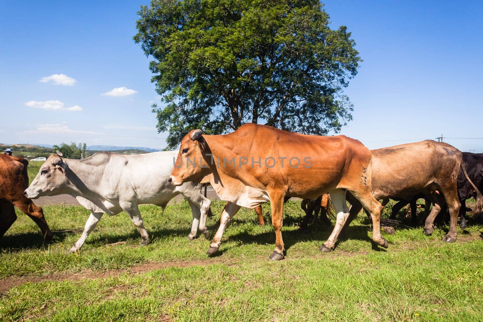 Cattle farm animals of cows bulls been herded down roadside