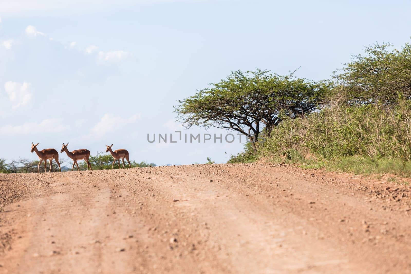 Three Buck animals crossing dirt road summer wildlife reserve landscape