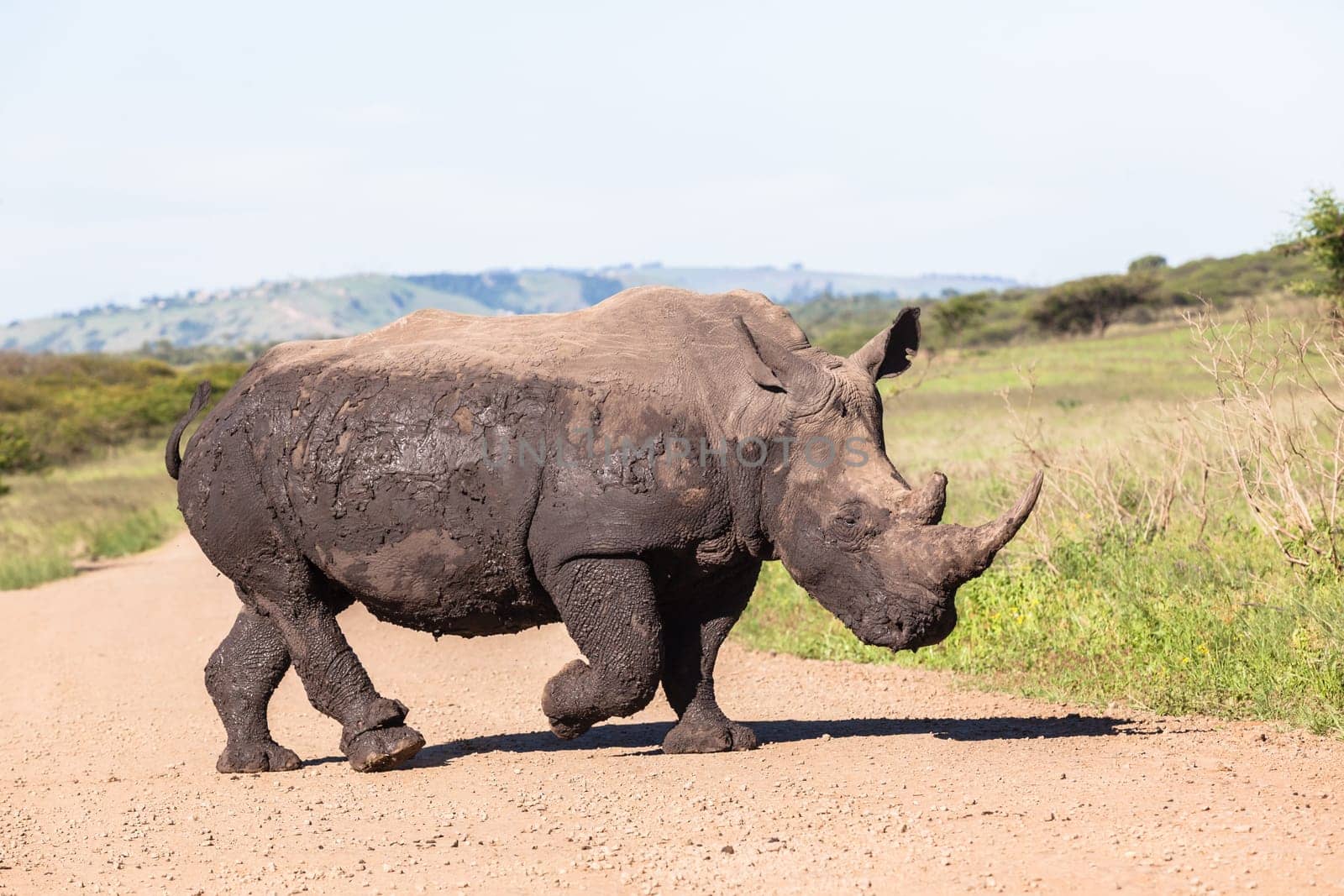 Rhino waterhole summer in wildlife park reserve