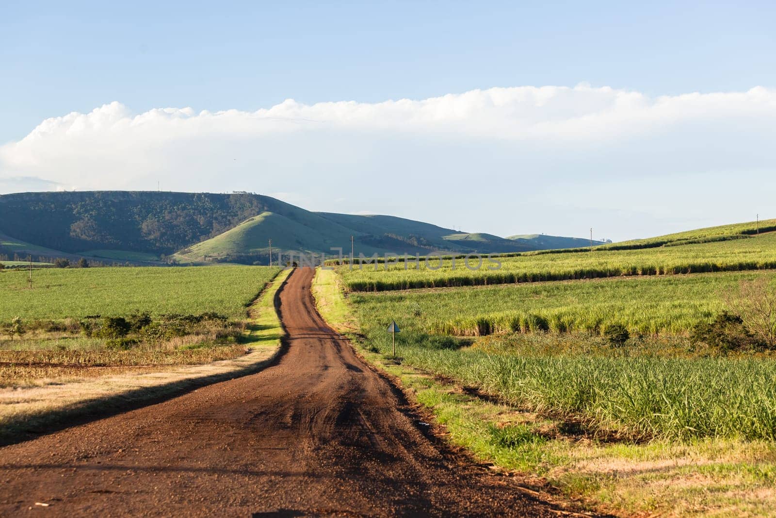 Farming road landscape hills valleys sugarcane crops summer