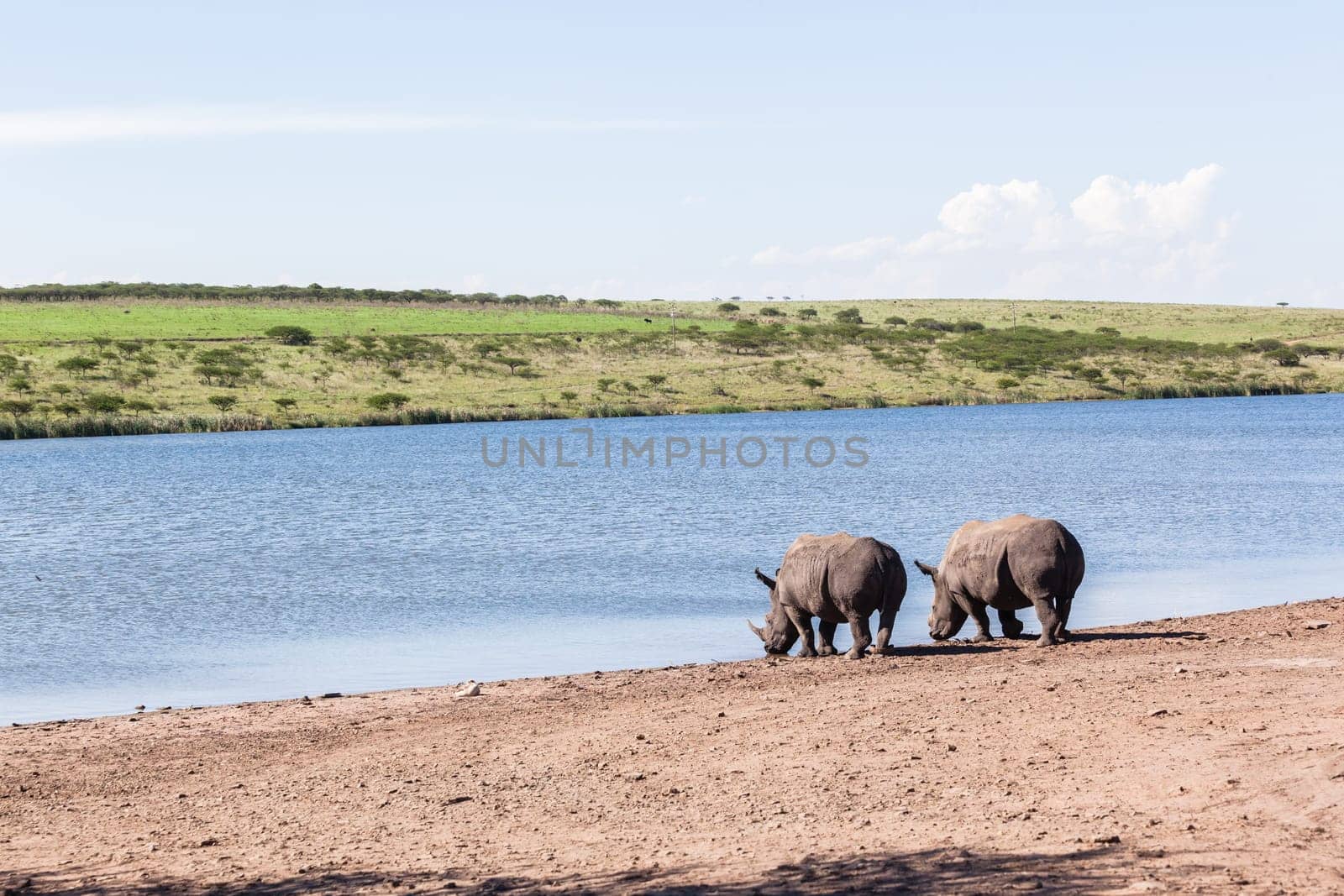 Rhino waterhole summer in wildlife park reserve