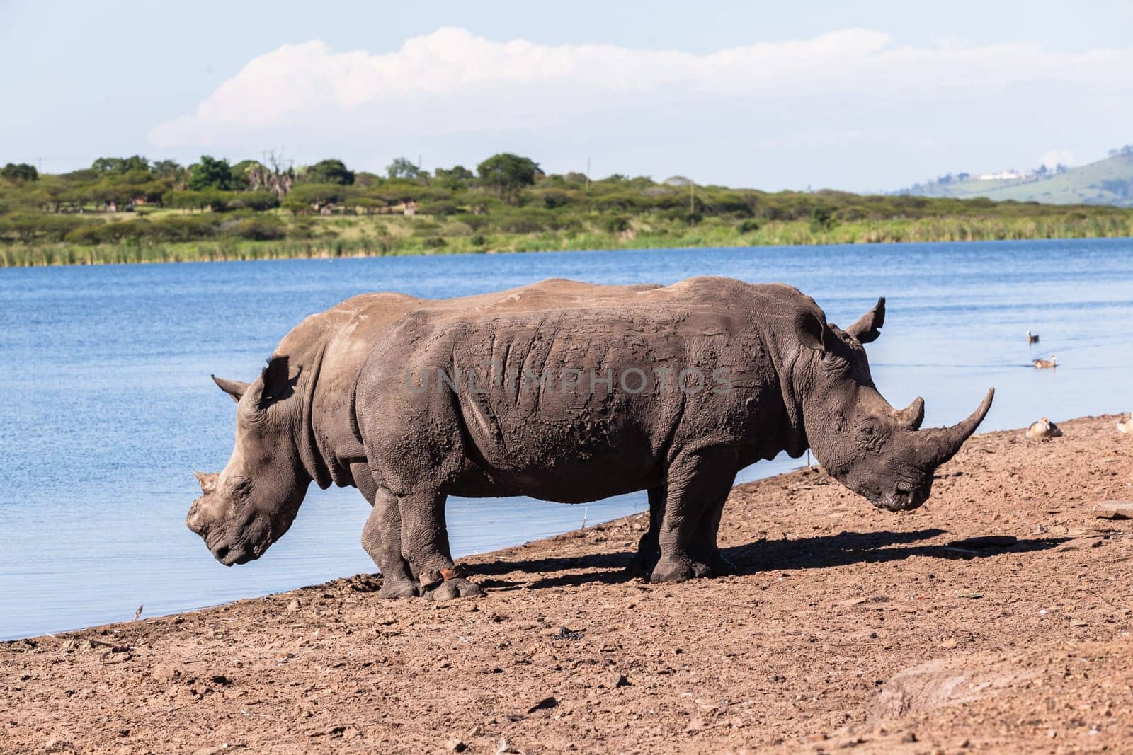 Rhino waterhole summer in wildlife park reserve