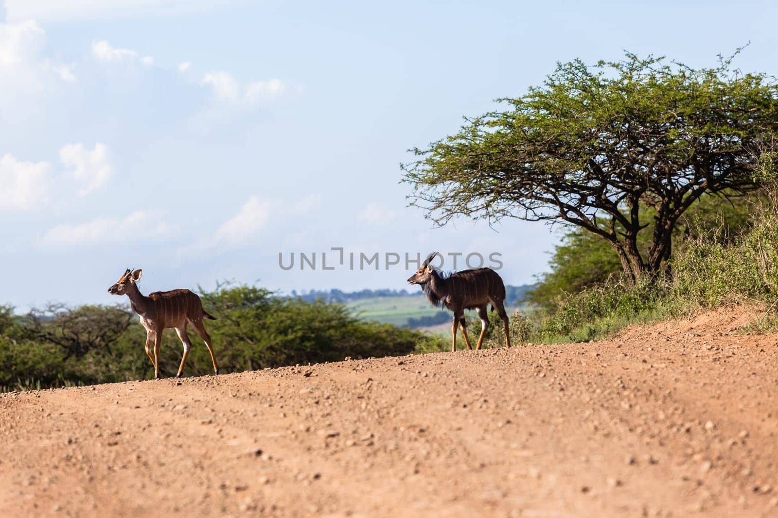 Three Buck animals crossing dirt road summer wildlife reserve landscape