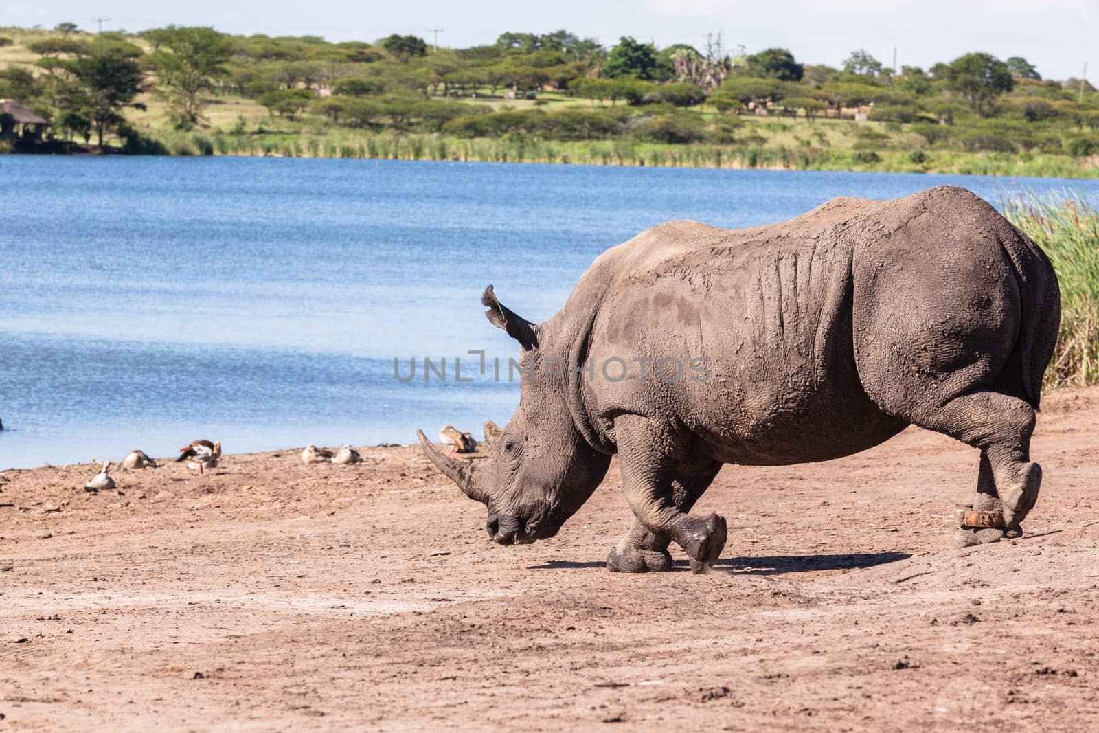 Rhino waterhole summer in wildlife park reserve