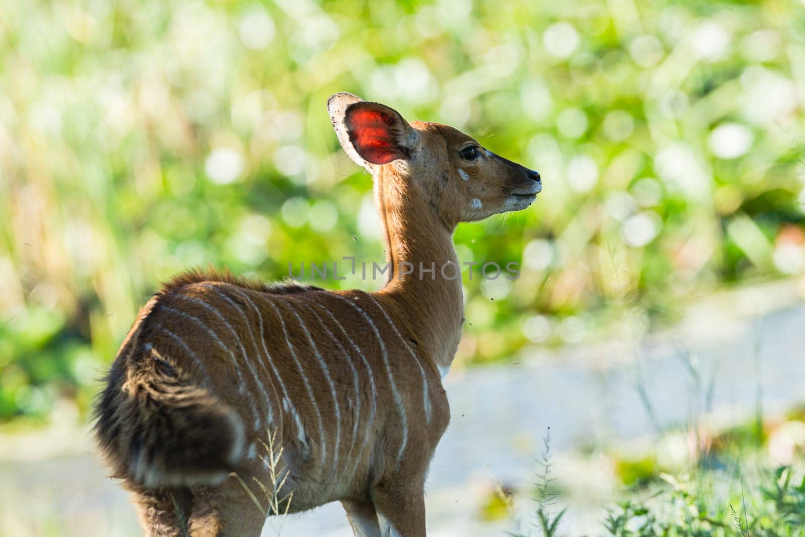 Buck calf nyala running from predator across dirt road wildlife animal