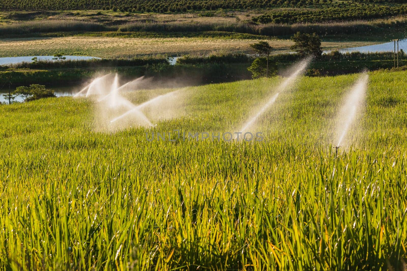 Sugarcane crops with irragation sprinklers over the scenic farming landscape