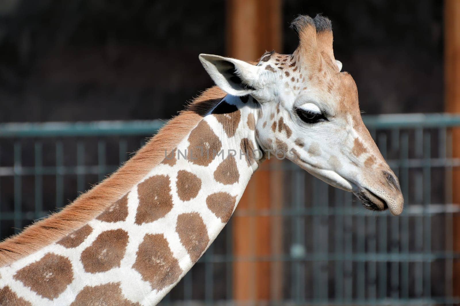 Giraffe at the zoo