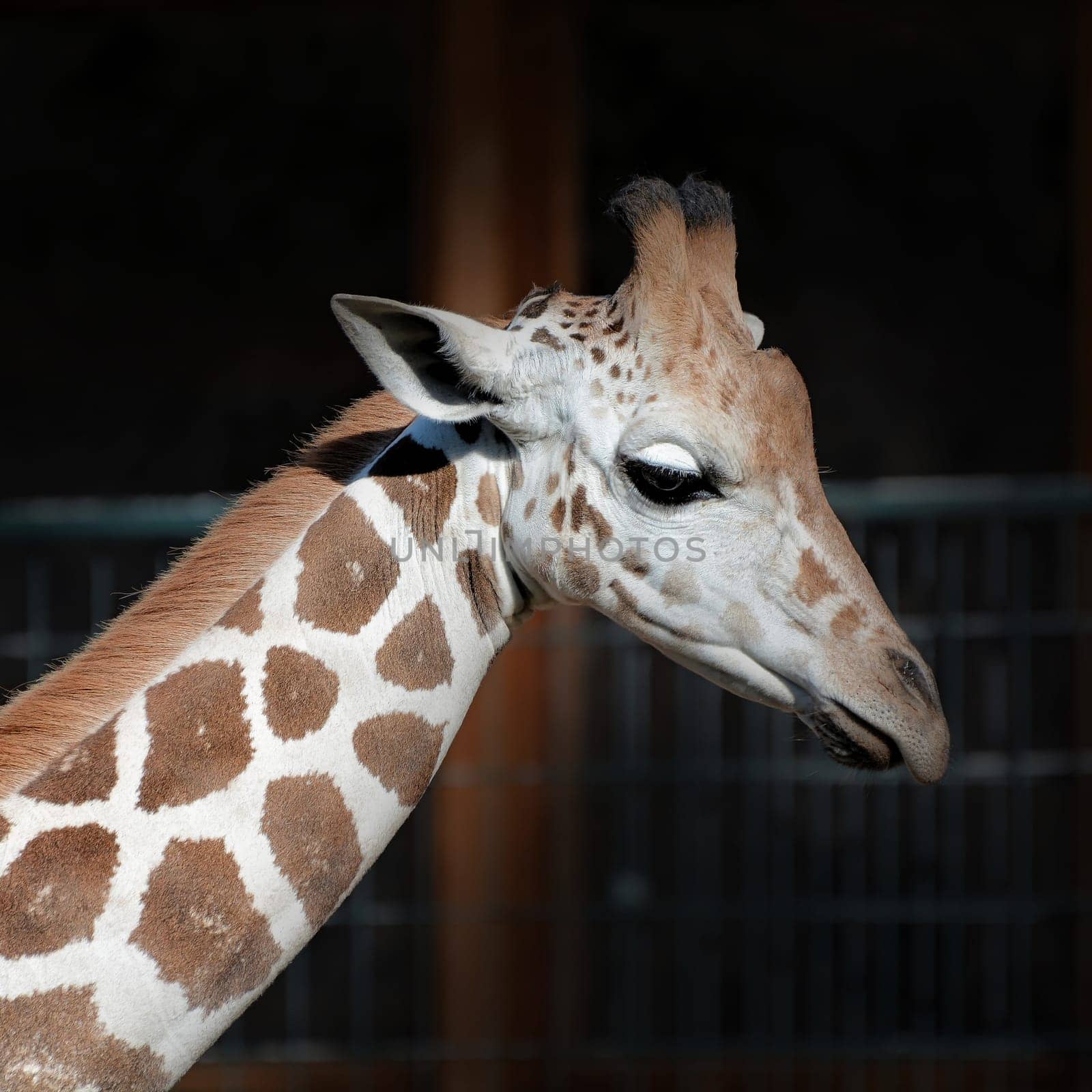 Giraffe at the zoo