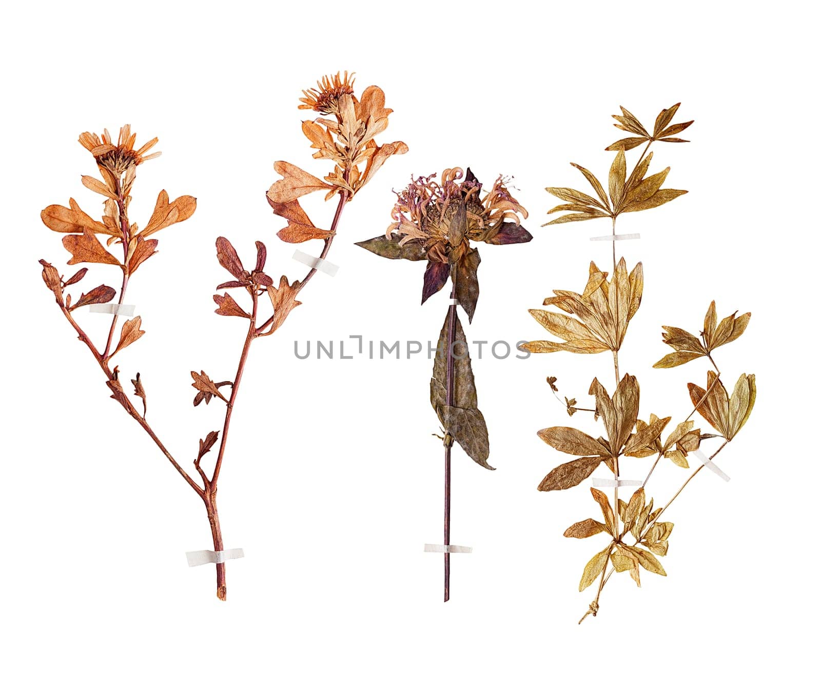 Set of wild dry pressed flowers and leaves, isolated
