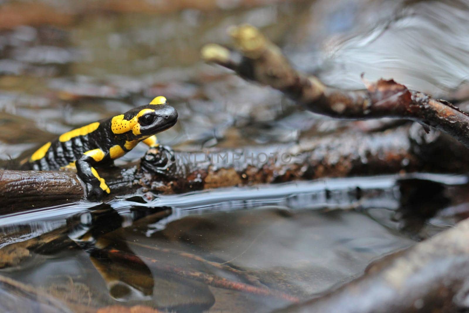 Fire salamander (Salamandra salamandra) sitting in the stream with mirror image