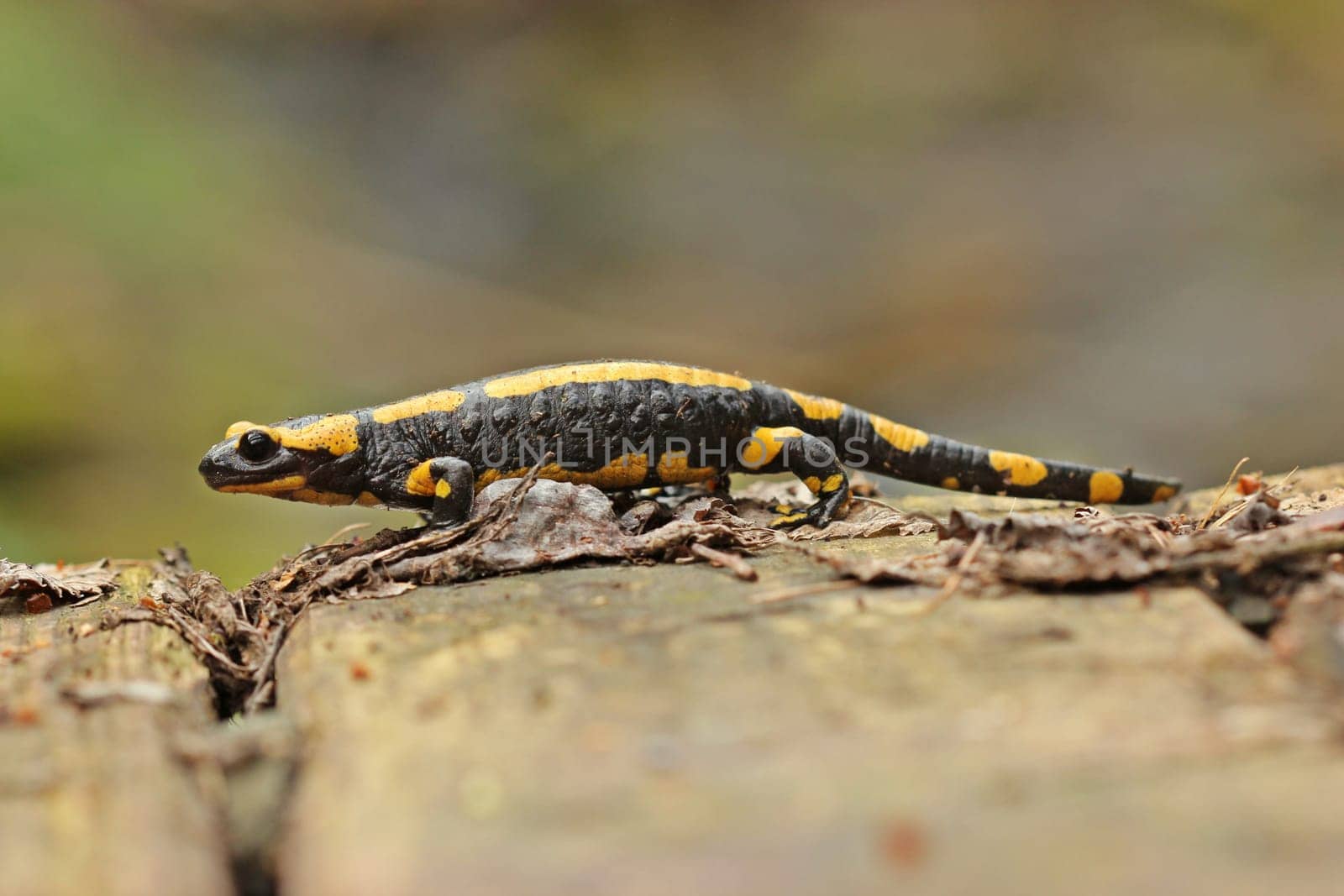 Fire Salamander (Salamandra salamandra)