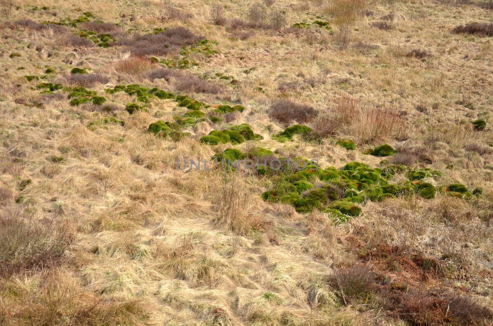 Moor meadow