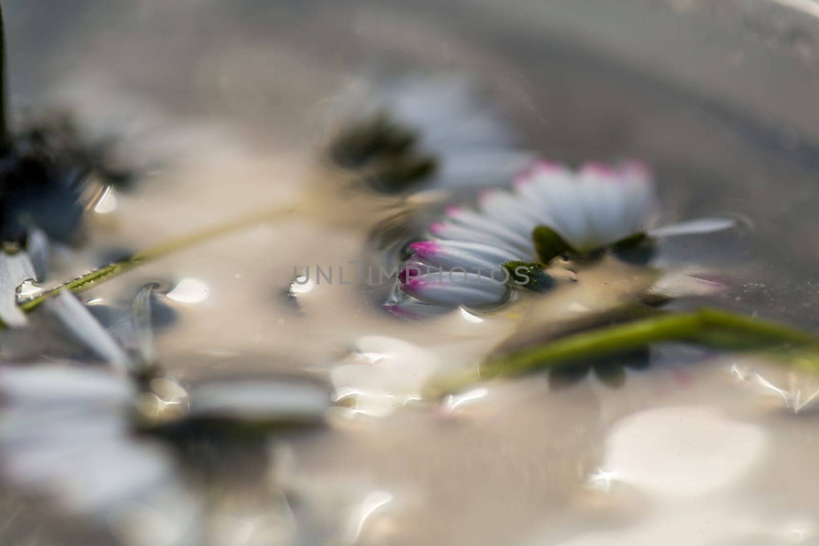 flowers in ice