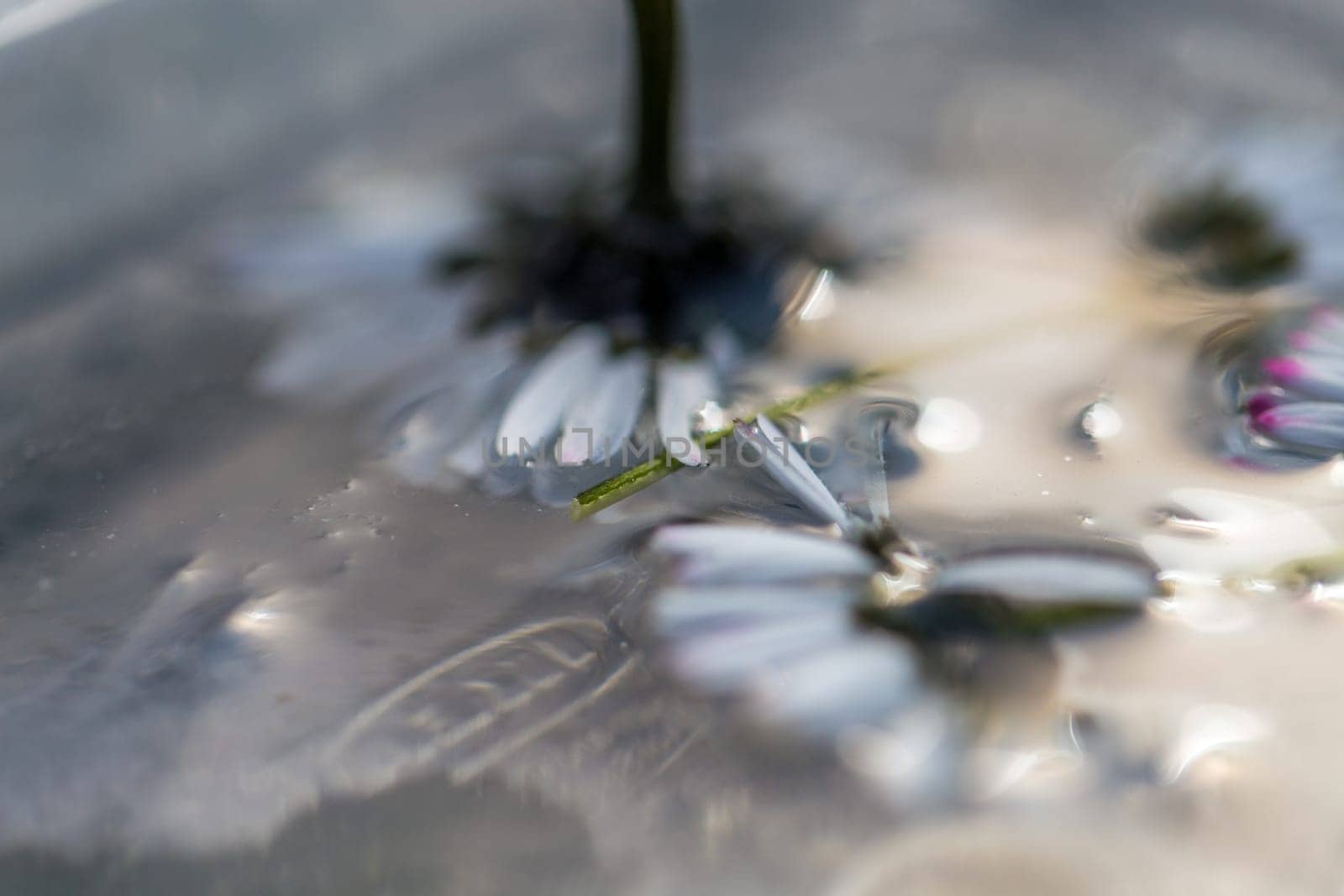 flowers in ice