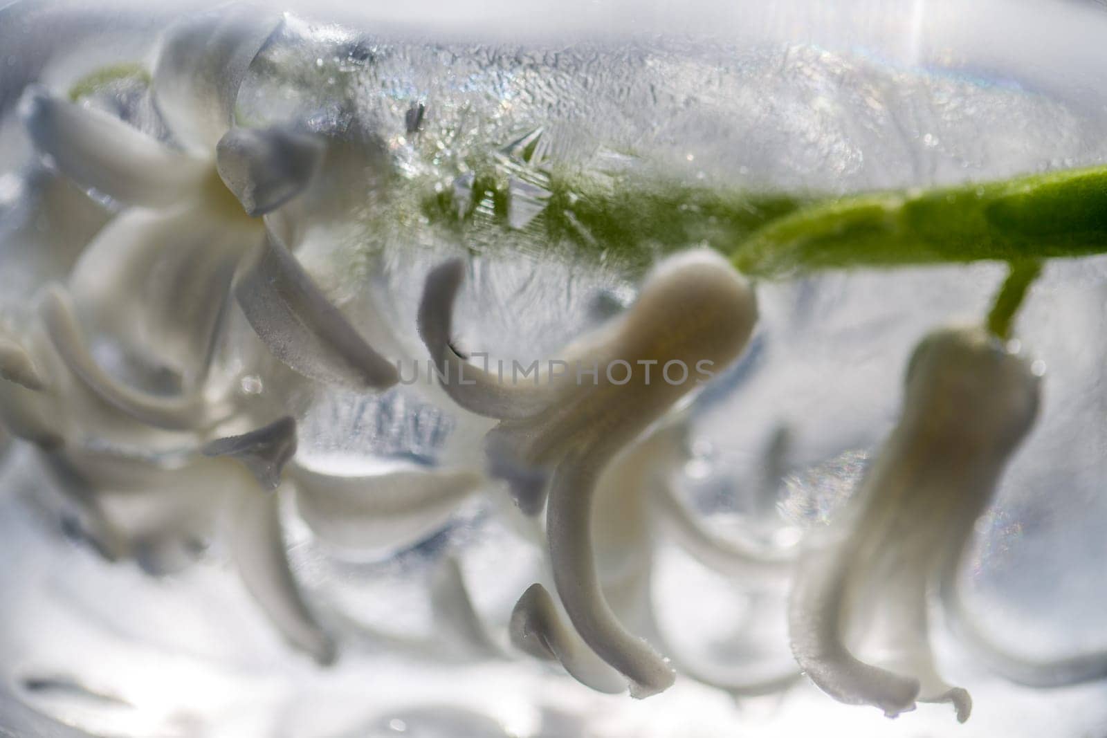 flowers in ice