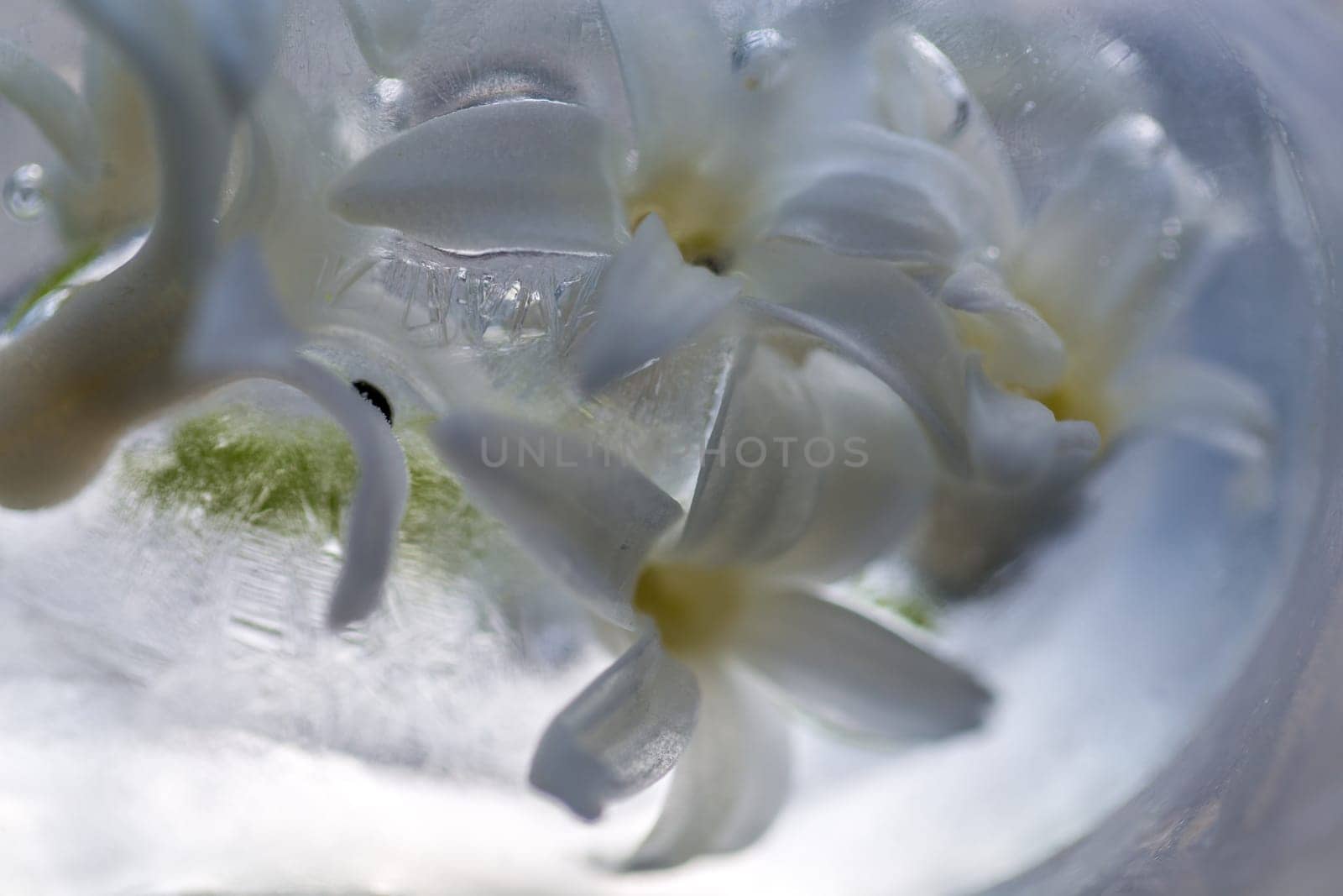 flowers in ice