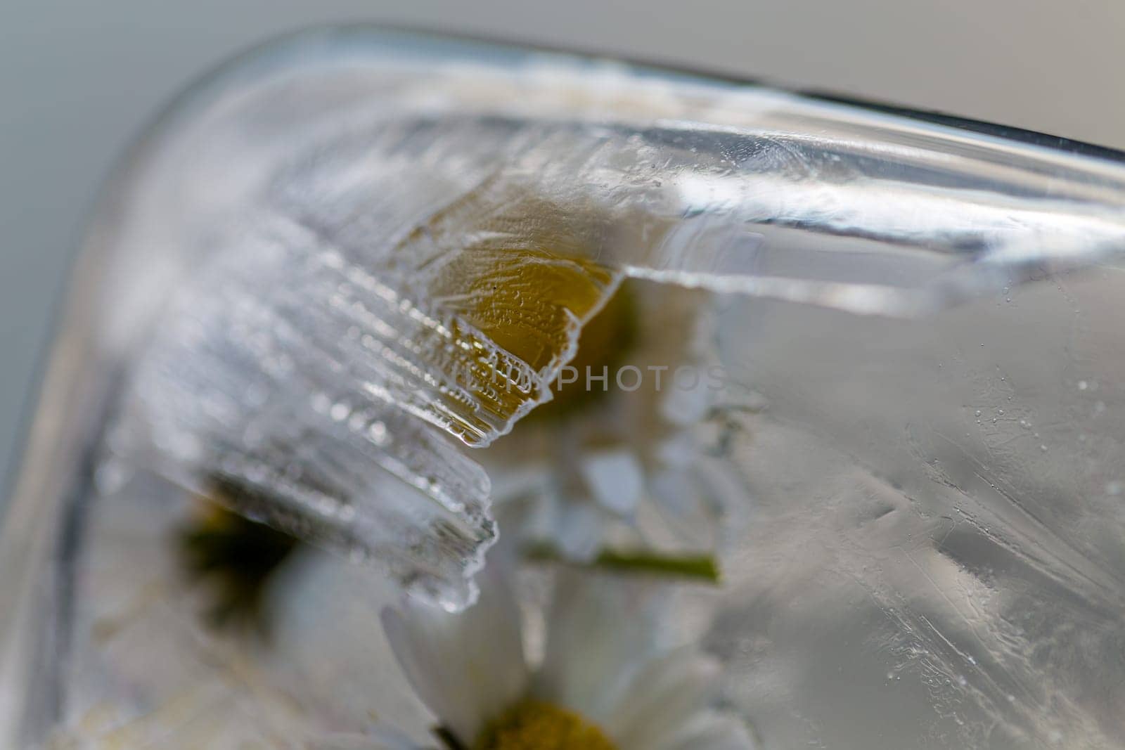 flowers in ice