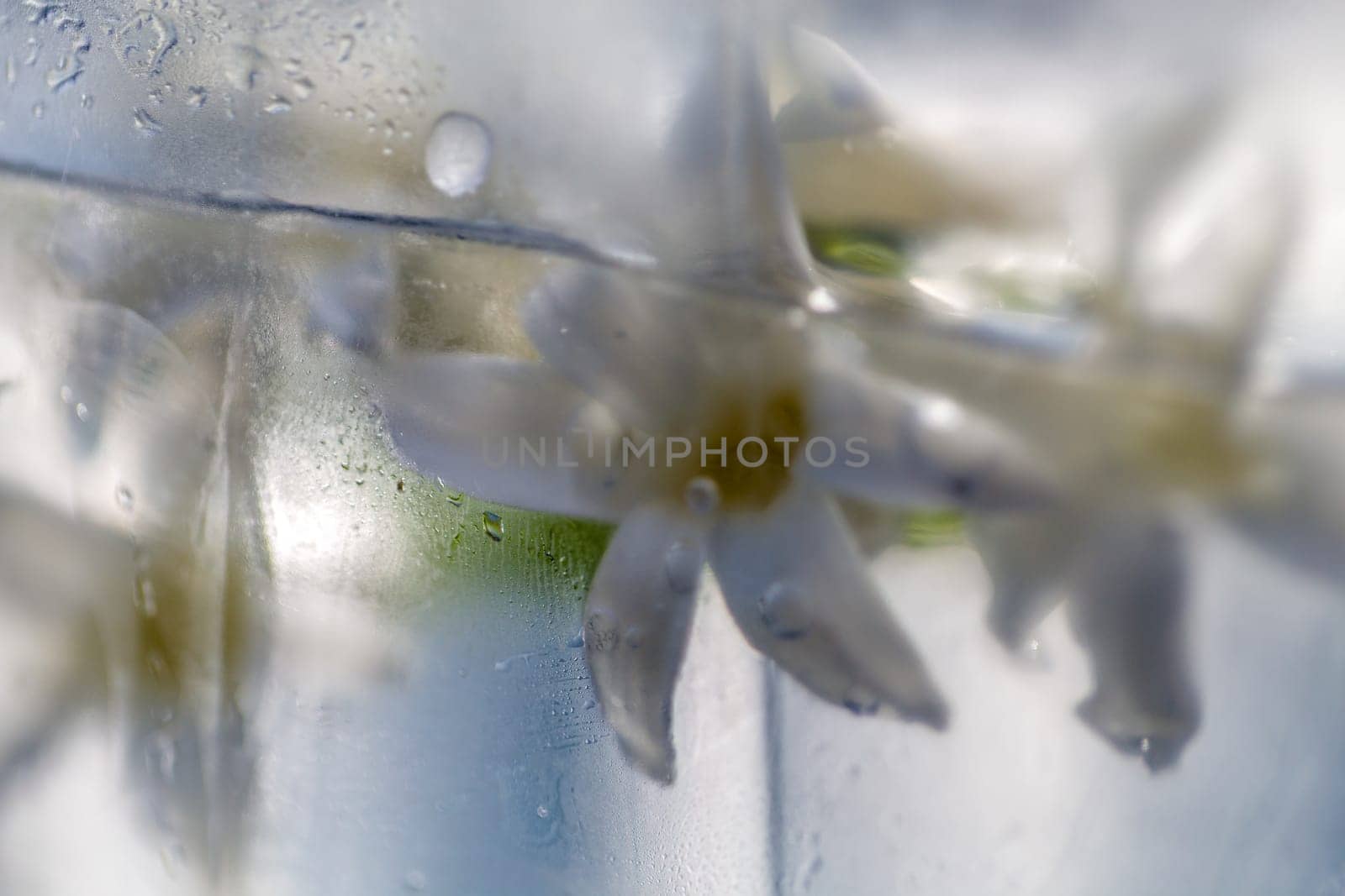 flowers in ice
