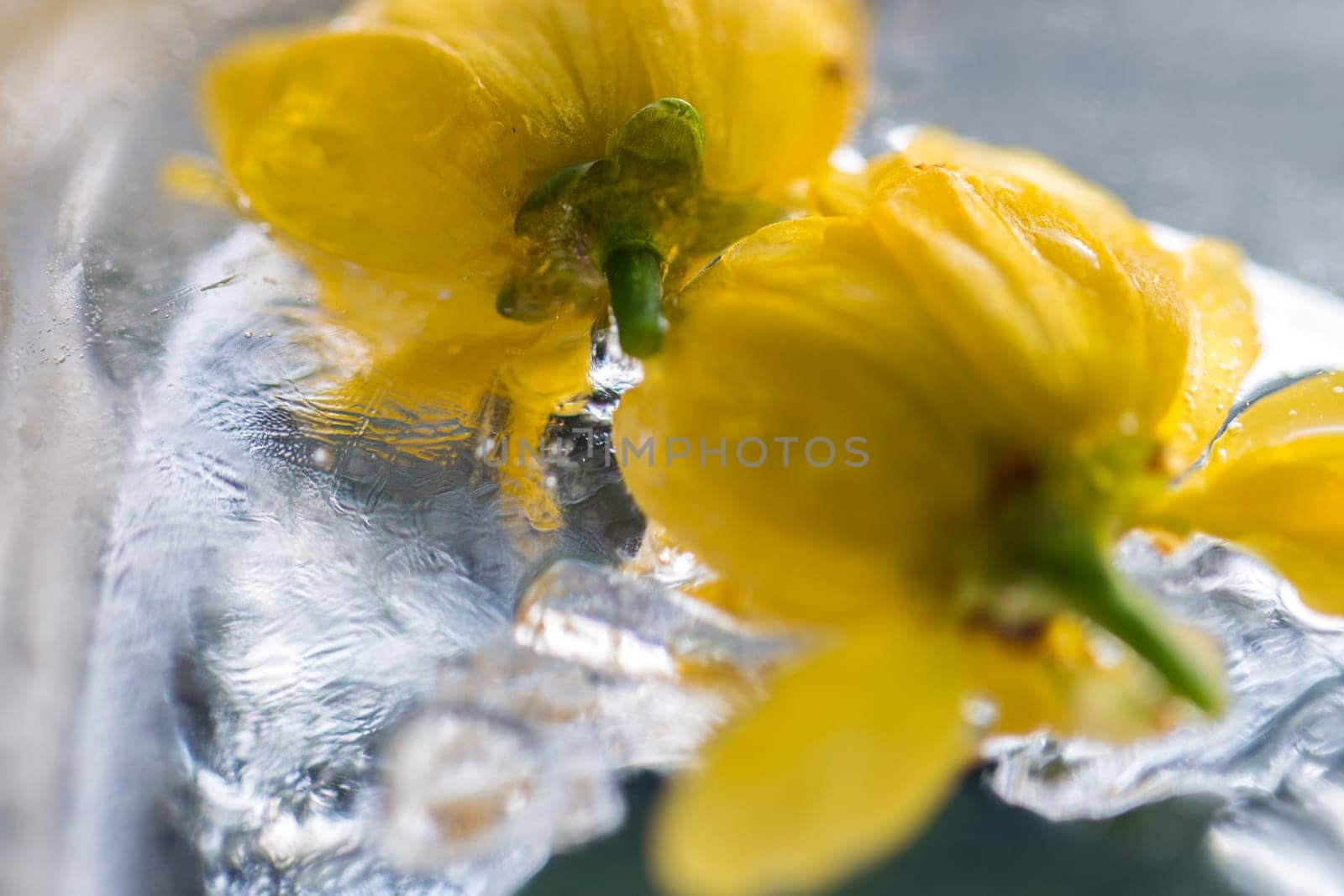 flowers in ice