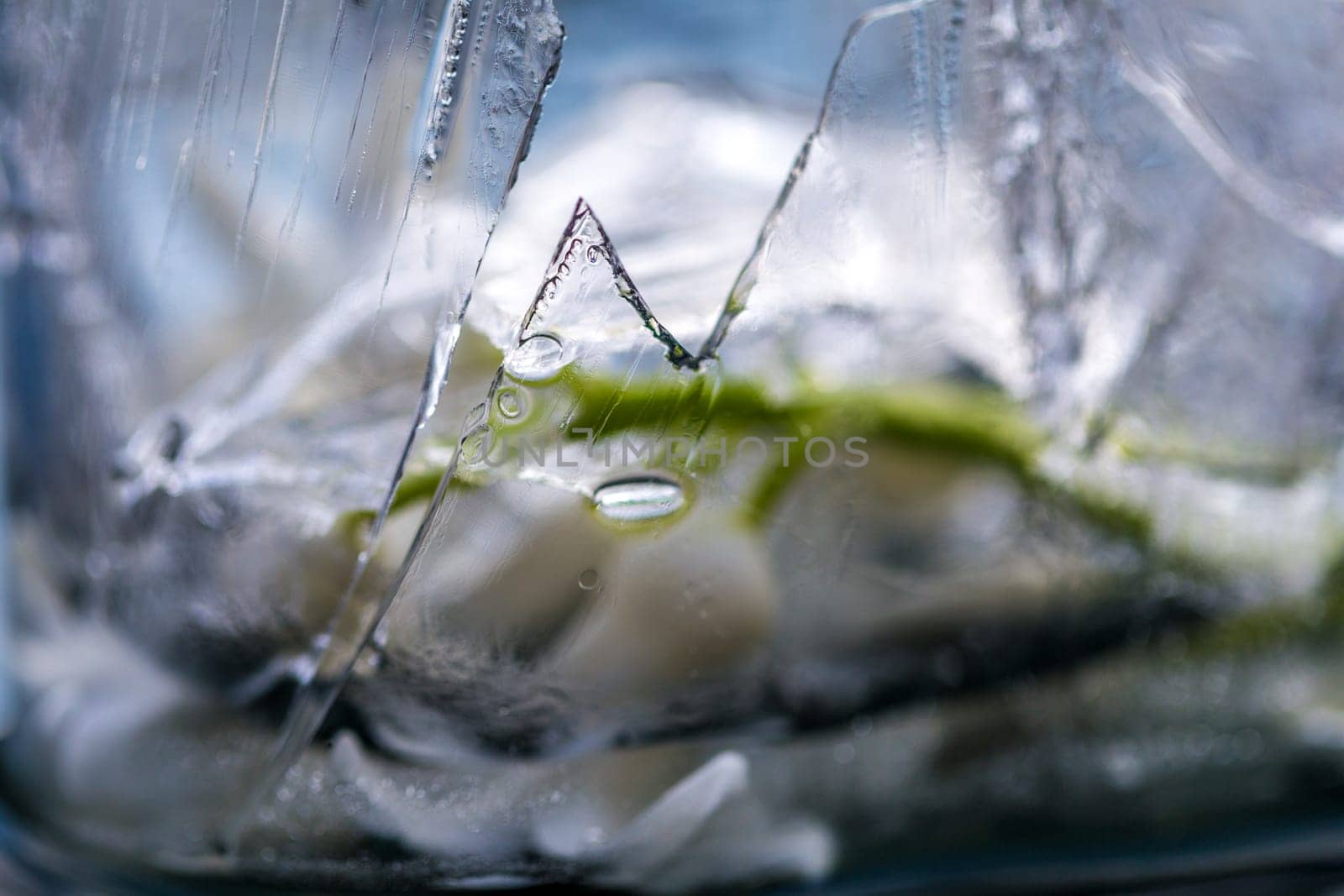 flowers in ice