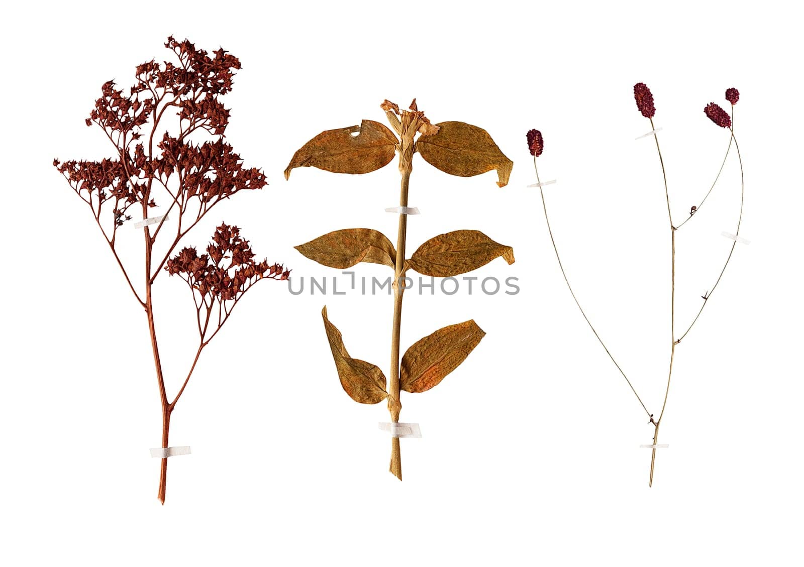 Set of herbarium wild dry pressed flowers and leaves, isolated